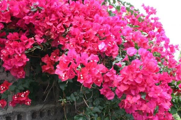 Bougainvillea (Pink) - Plant